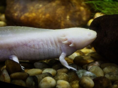 Axolotl Regeneration: 7 Bizarre Facts About Regrowth — Animals trivia by Trivia Daily