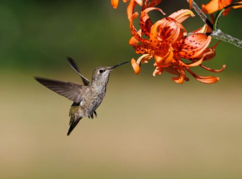 Hummingbird Heart Rate: 9 Record-Breaking Body Facts — Animals trivia by Trivia Daily