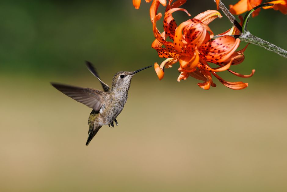 Hummingbird Heart Rate: 9 Record-Breaking Body Facts