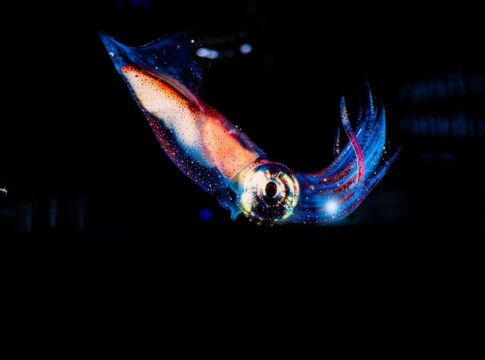 Kraken Legends: What Giant Squid Sightings Inspired Myths — Myths & Legends trivia by Trivia Daily