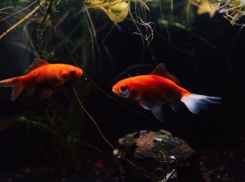 The Truth About Goldfish Memory: Myth vs Reality — General trivia by Trivia Daily
