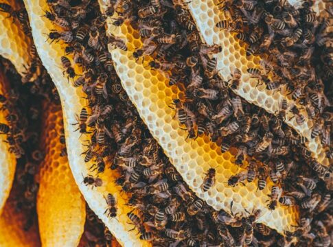 9 Surprising Facts About How Honeybees Make Hexagons — General trivia by Trivia Daily