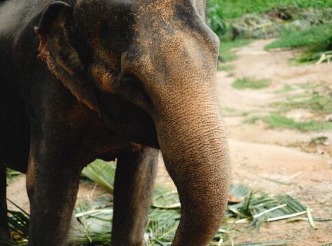 Elephant Memory: 7 Surprising Facts About Intelligence — Animals trivia by TriviaOwl