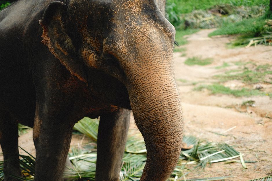 Elephant Memory: 7 Surprising Facts About Intelligence