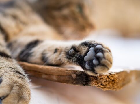 Why Cats Always Land on Their Feet: The Physics Explained — Animals trivia by TriviaOwl