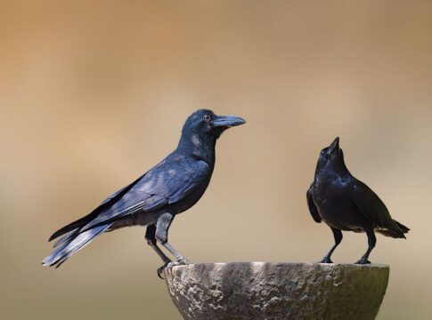 Crows Using Tools: 7 Surprising Facts About Intelligence — Animals trivia by TriviaOwl