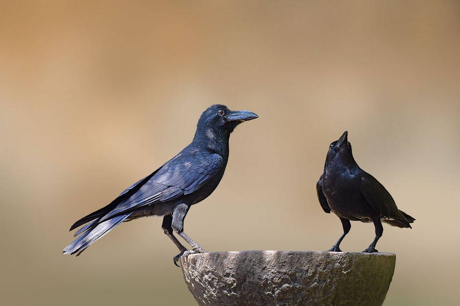 Crows Using Tools: 7 Surprising Facts About Intelligence