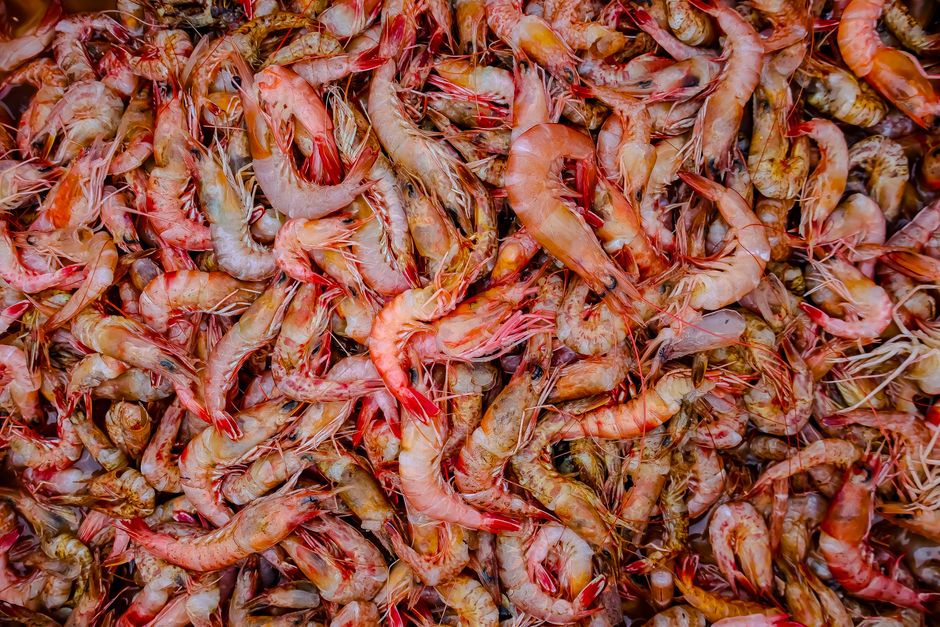 Pistol Shrimp: How Their Claws Create Underwater Shockwaves