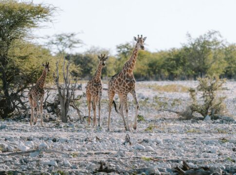 9 Bizarre Facts About How Giraffes Sleep Standing Up — Odd Science/Facts trivia by TriviaOwl