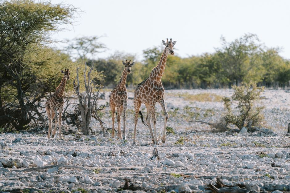 9 Bizarre Facts About How Giraffes Sleep Standing Up