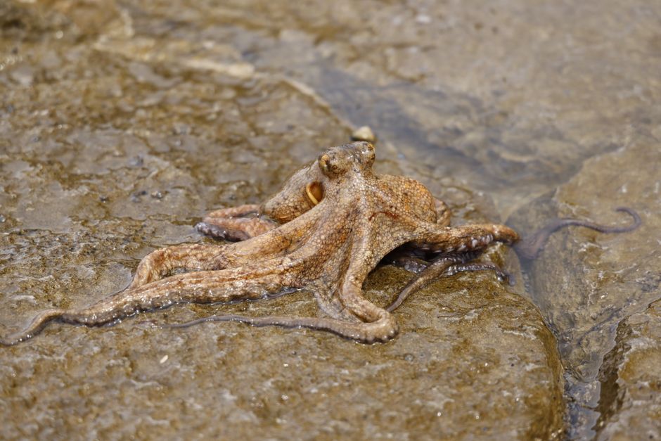 Octopus Intelligence: 9 Facts About Their Problem Solving