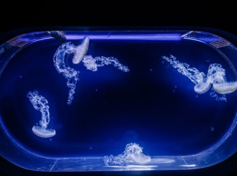 Immortal Jellyfish: How Turritopsis Reverses Aging — Animals trivia by TriviaOwl