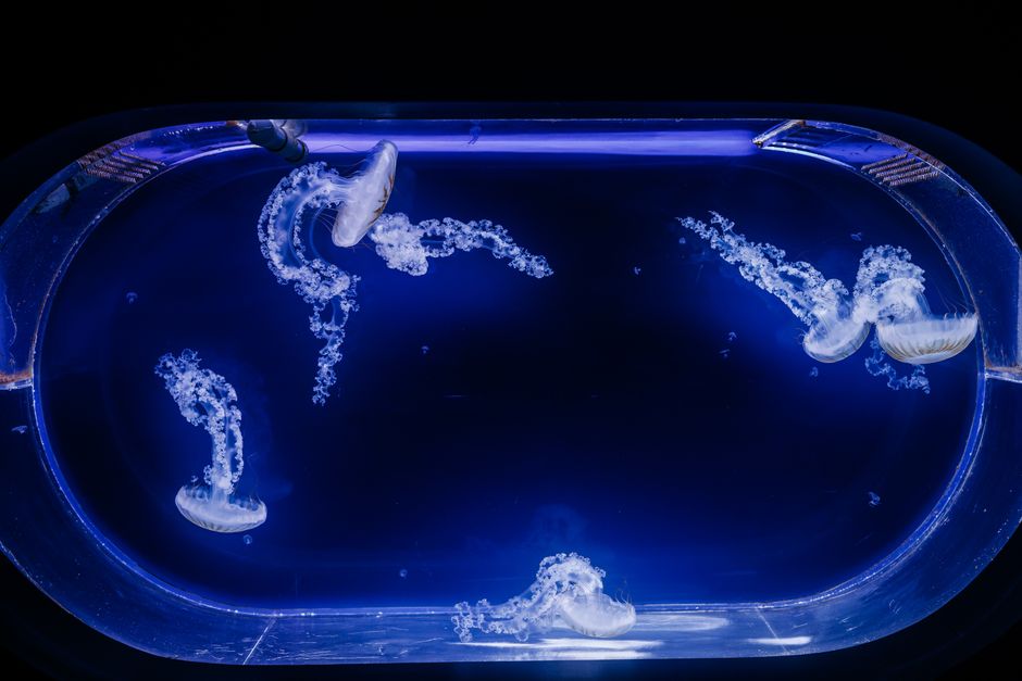 Immortal Jellyfish: How Turritopsis Reverses Aging
