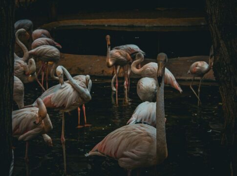 Why Flamingos Stand on One Leg: The Energy-Saving Truth — General trivia by TriviaOwl