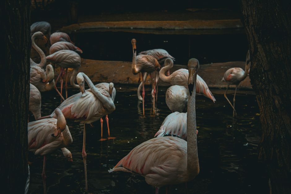 Why Flamingos Stand on One Leg: The Energy-Saving Truth