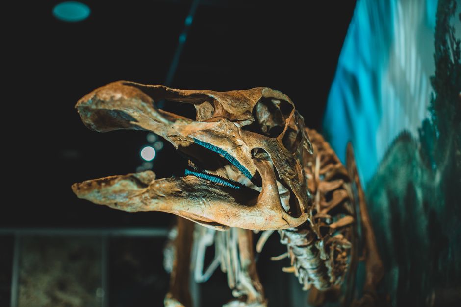 Dragon Legends: How Dinosaur Fossils Fueled the Myth