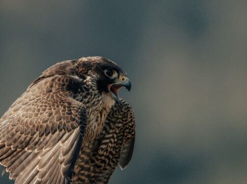 Peregrine Falcon Dive: Fastest Animal Speed on Earth — Animals trivia by Trivia Daily