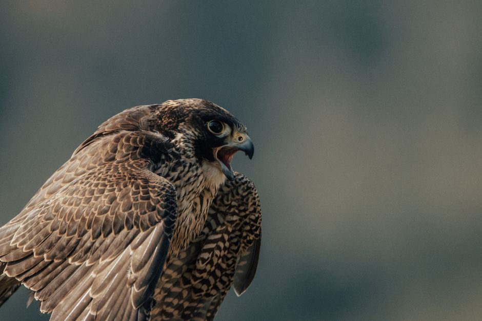 Peregrine Falcon Dive: Fastest Animal Speed on Earth
