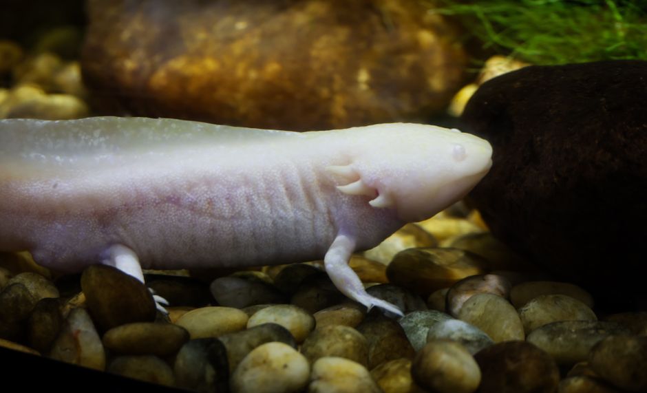 Axolotl Regeneration: The Secret of Regrowing Limbs