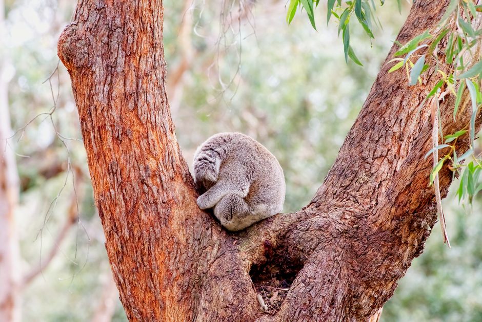 Why Koalas Sleep 22 Hours Daily: The Eucalyptus Effect