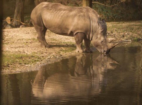 Unicorn Legend Origins: The Rhinoceros Misidentification — Myths & Legends trivia by Trivia Daily