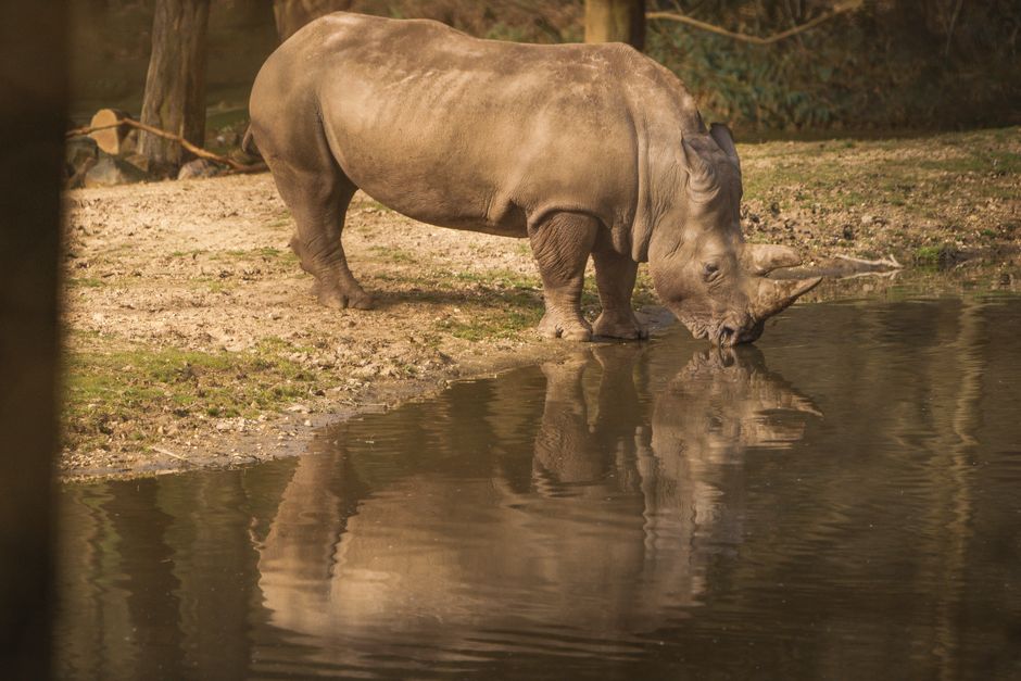 Unicorn Legend Origins: The Rhinoceros Misidentification
