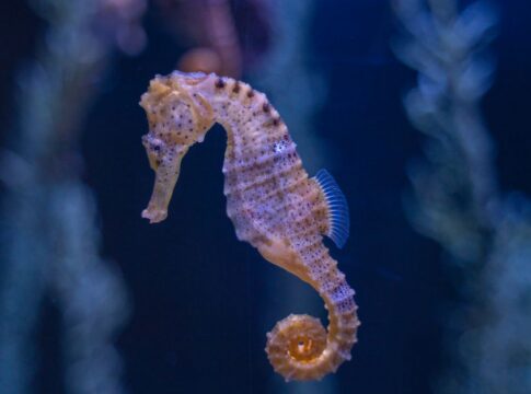 Why Elephants Never Forget: The Hippocampus Secret — Animals trivia by Trivia Daily