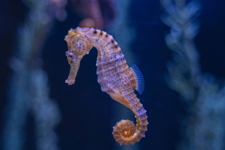 Why Elephants Never Forget: The Hippocampus Secret