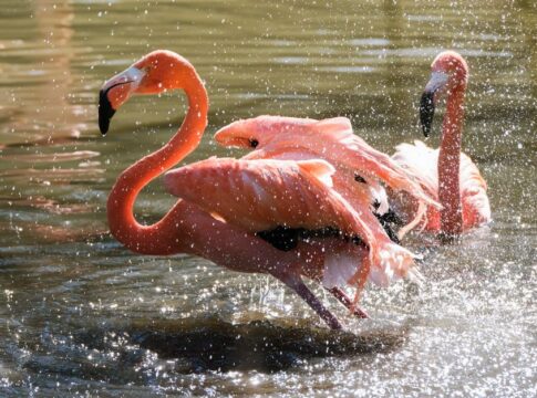 Why Flamingos Stand on One Leg: The Heat Loss Secret — Odd Science/Facts trivia by Trivia Daily