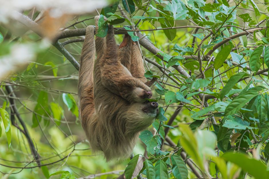 Why Sloths Descend Trees to Defecate: The Predator Risk