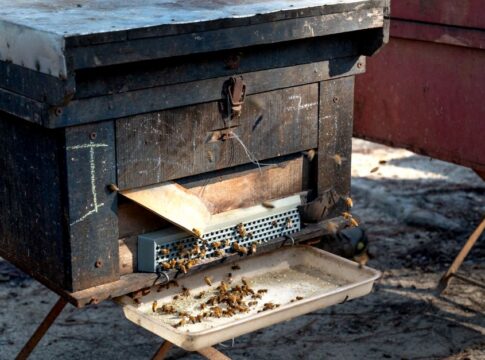 Honeybee Democracy: How Swarms Vote on New Hive Locations — Odd Science/Facts trivia by Trivia Daily