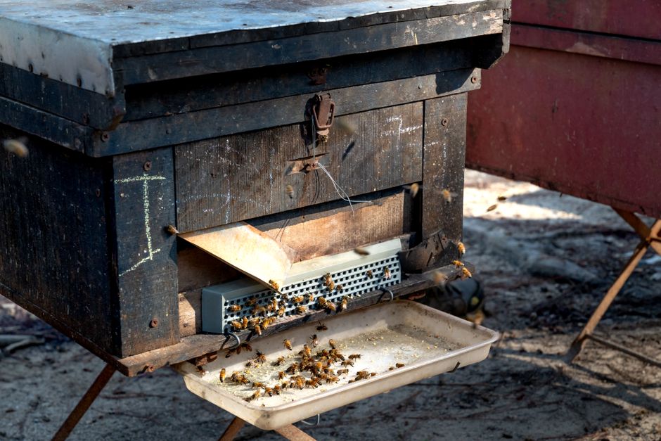 Honeybee Democracy: How Swarms Vote on New Hive Locations