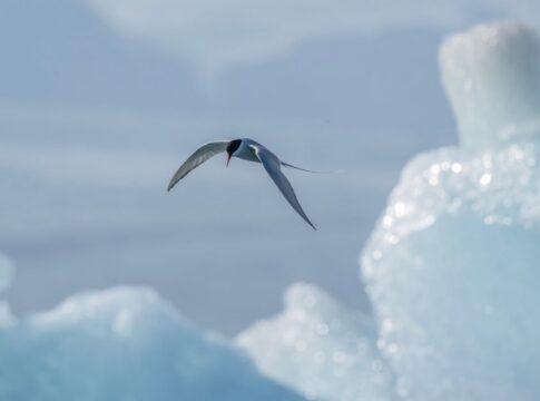 Arctic Tern Migration: 44000 Miles Each Year Explained — Animals trivia by Trivia Daily