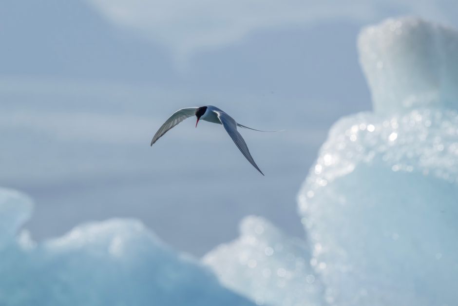 Arctic Tern Migration: 44000 Miles Each Year Explained