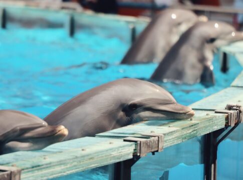 7 Strange Facts About How Dolphins Sleep Half-Brained — Animals trivia by Trivia Daily