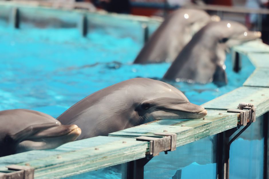 7 Strange Facts About How Dolphins Sleep Half-Brained