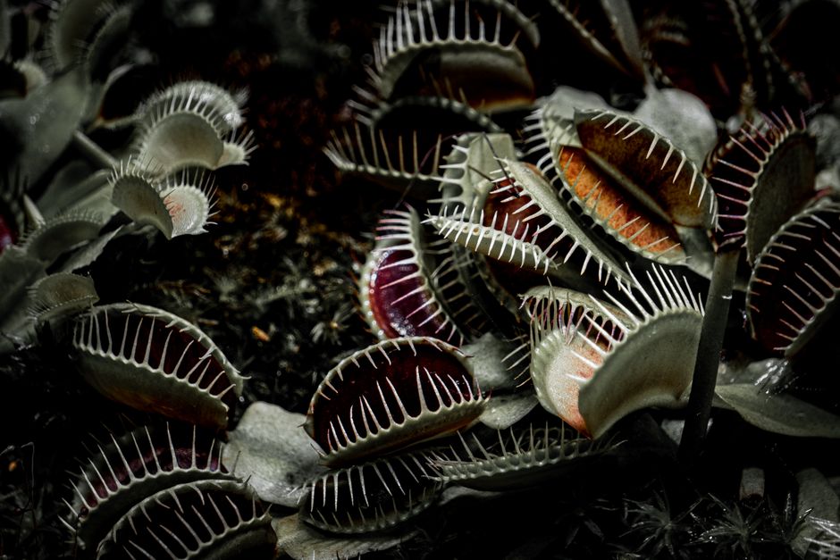 Venus Flytrap Counting: How It Knows When to Snap Shut