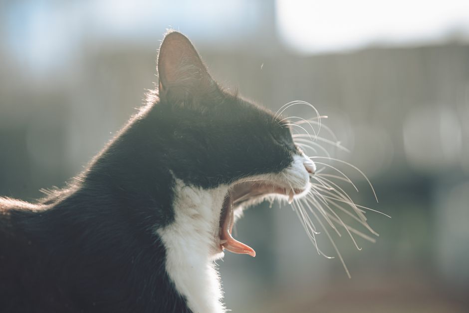 Why We Yawn: The Brain Cooling Theory Explained