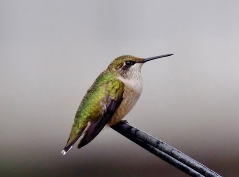 Hummingbird Metabolism: How They Eat Every 10 Minutes — Animals trivia by Trivia Daily