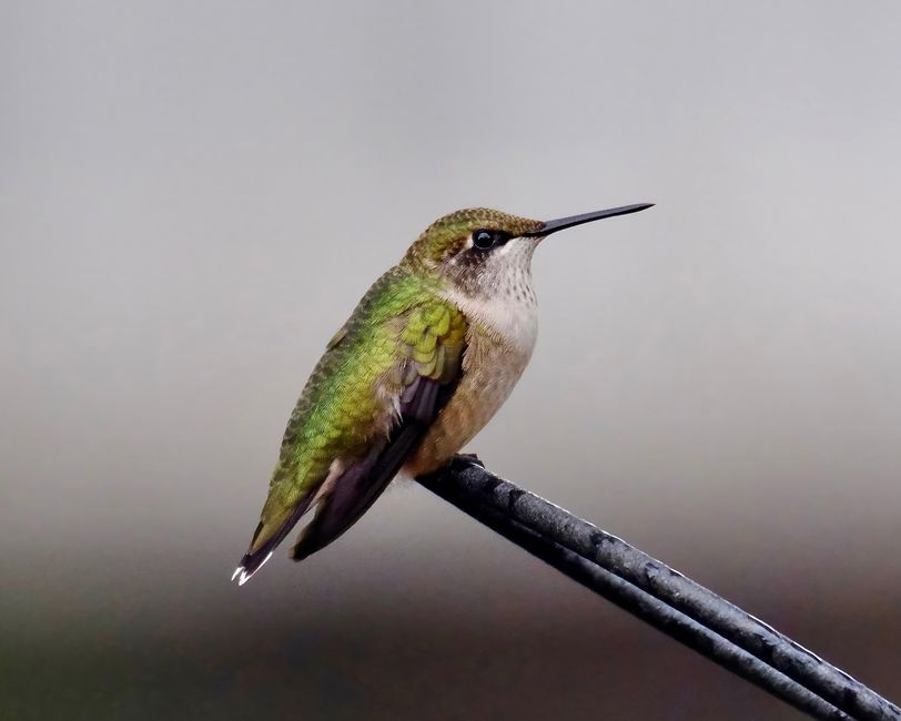Hummingbird Metabolism: How They Eat Every 10 Minutes