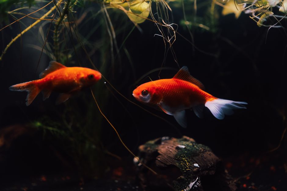 The Truth About Goldfish Memory: Longer Than You Think