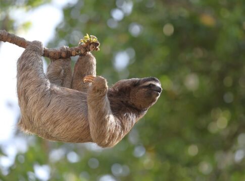 Why Sloths Risk Their Lives to Poop on the Ground Weekly — Animals trivia by Trivia Daily
