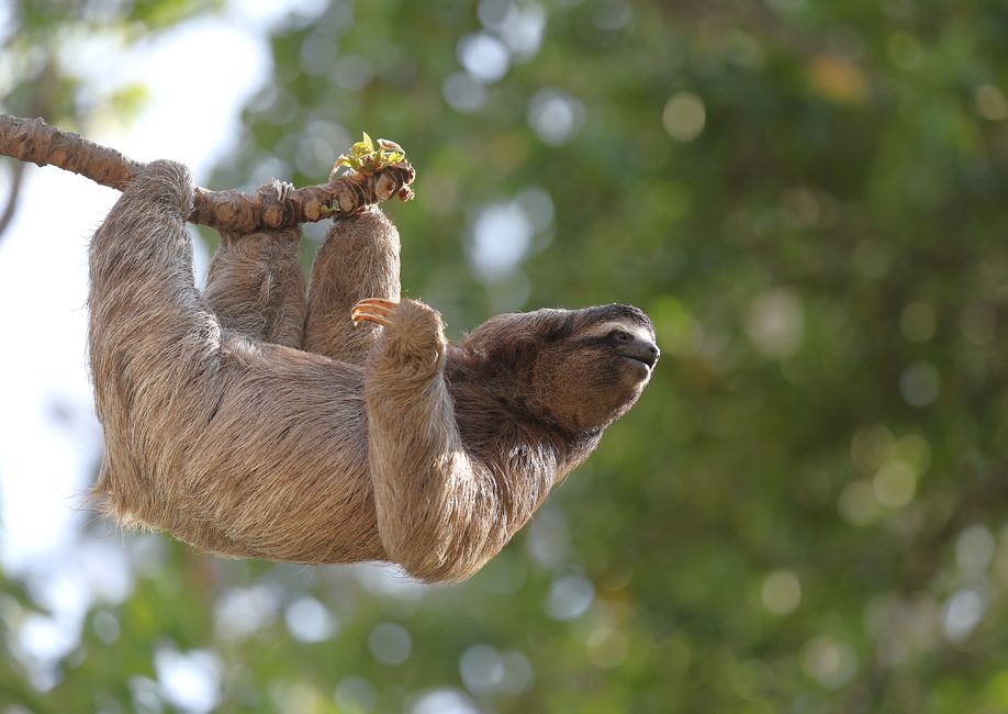 Why Sloths Risk Their Lives to Poop on the Ground Weekly