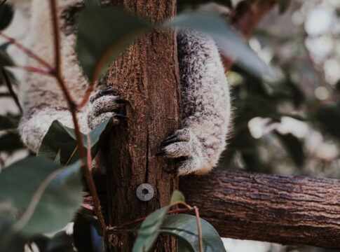 The Truth About Fingerprints: Do Koalas Share Ours — Odd Science/Facts trivia by Trivia Daily