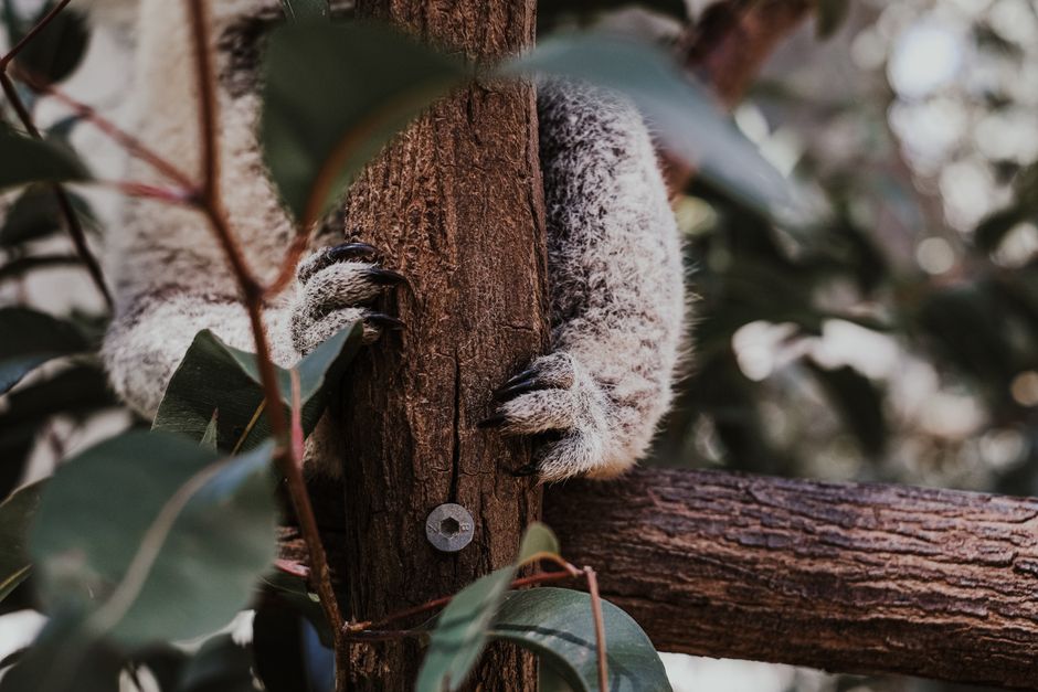 The Truth About Fingerprints: Do Koalas Share Ours