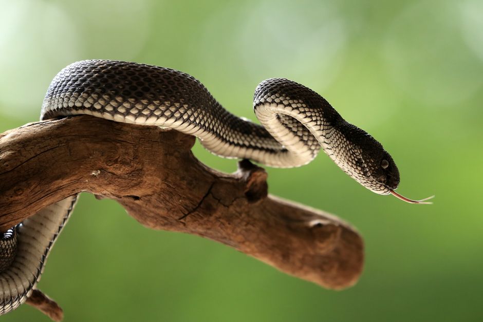 7 Strange Facts About Platypus Venom and Electric Sense