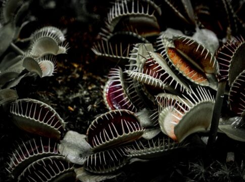 7 Bizarre Facts About Venus Flytraps Counting Touches — Odd Science/Facts trivia by Trivia Daily
