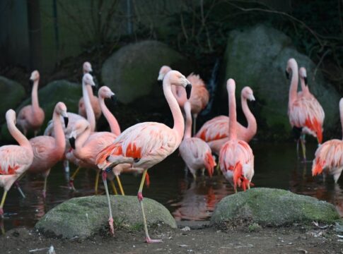 Why Flamingos Stand on One Leg: Behavior Mystery Solved — Animals trivia by Trivia Daily