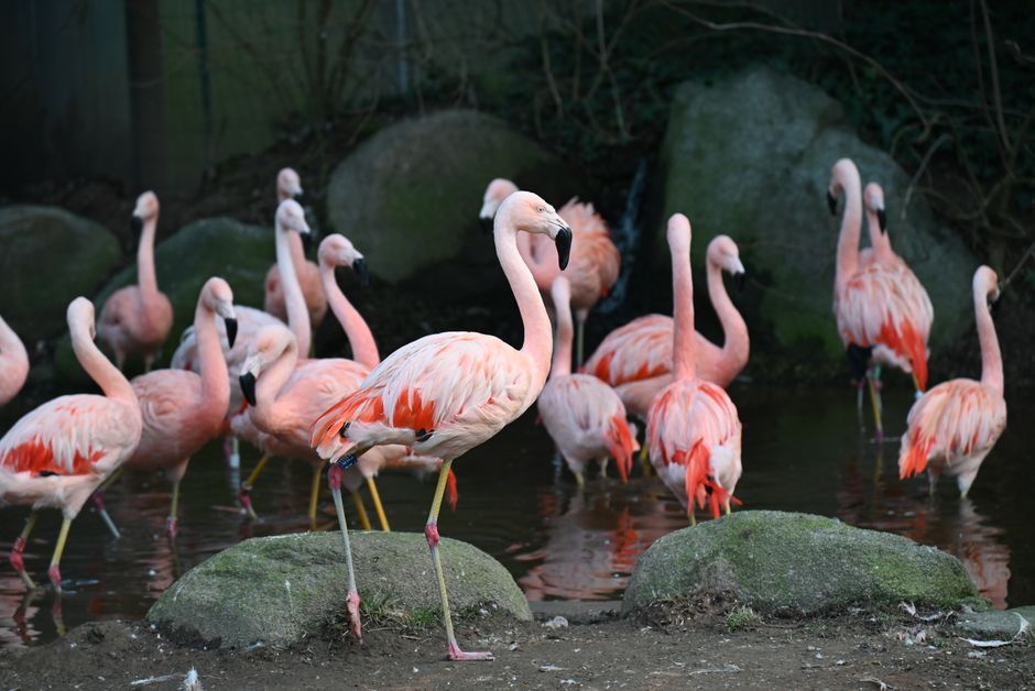 Why Flamingos Stand on One Leg: Behavior Mystery Solved