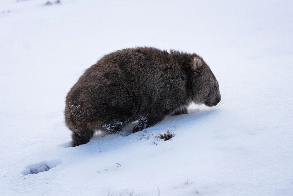 Why Wombat Poop Is Cube-Shaped: Digestion Mystery Solved